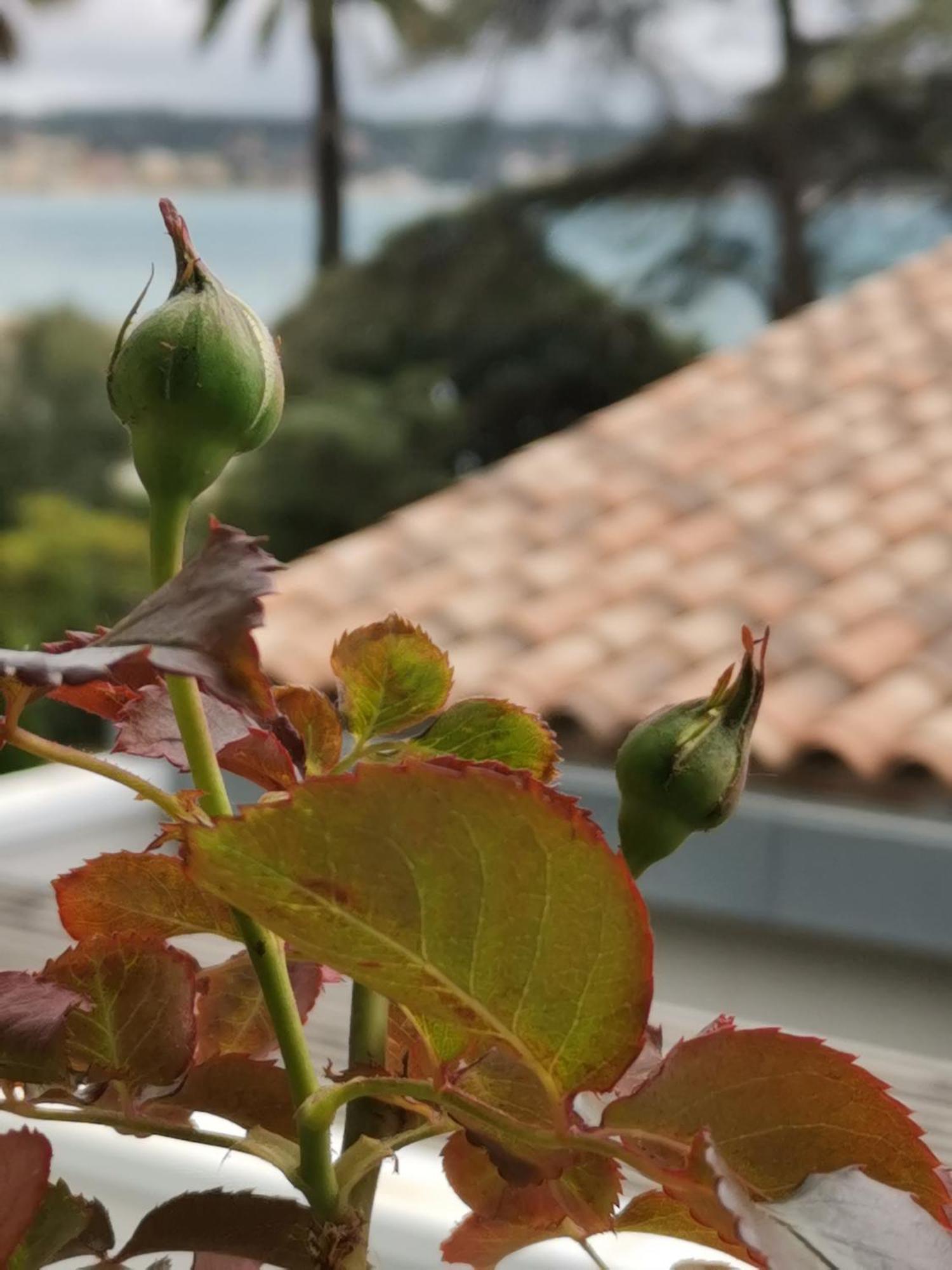 Ofdl B T1 Bandol - Briotine Foyalais Apartment Luaran gambar